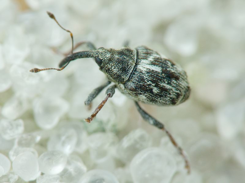 Microplontus millefolii (Schultze, 1896)